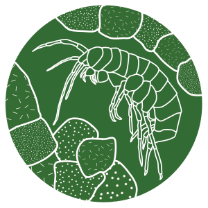 Logo_Subsurface-Ecology